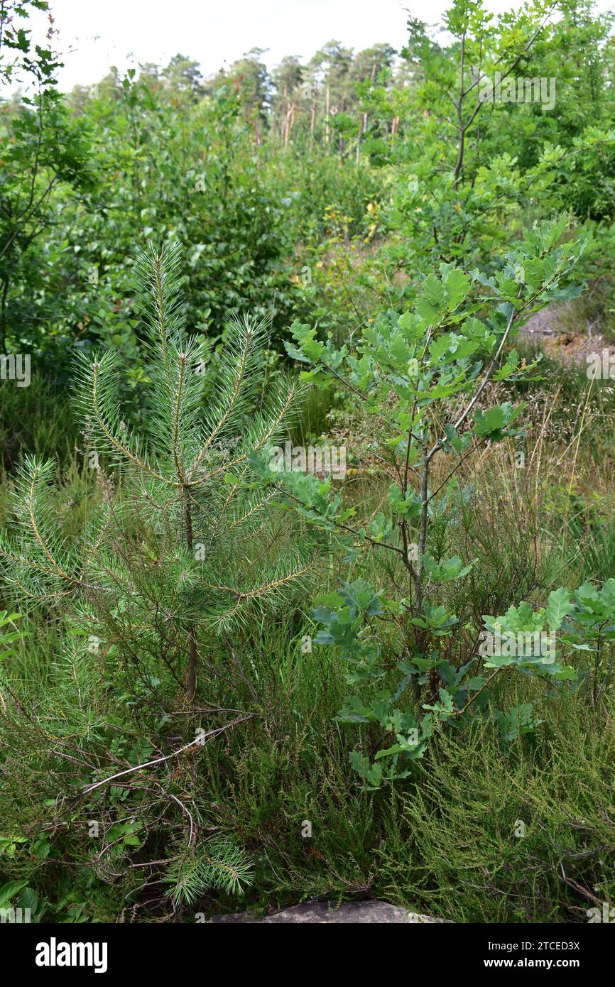 Kleiner Kiefernbaum neben einem kleinen Eichenbaum im Gras des Mechelse Heide Nationalparks Stockfoto