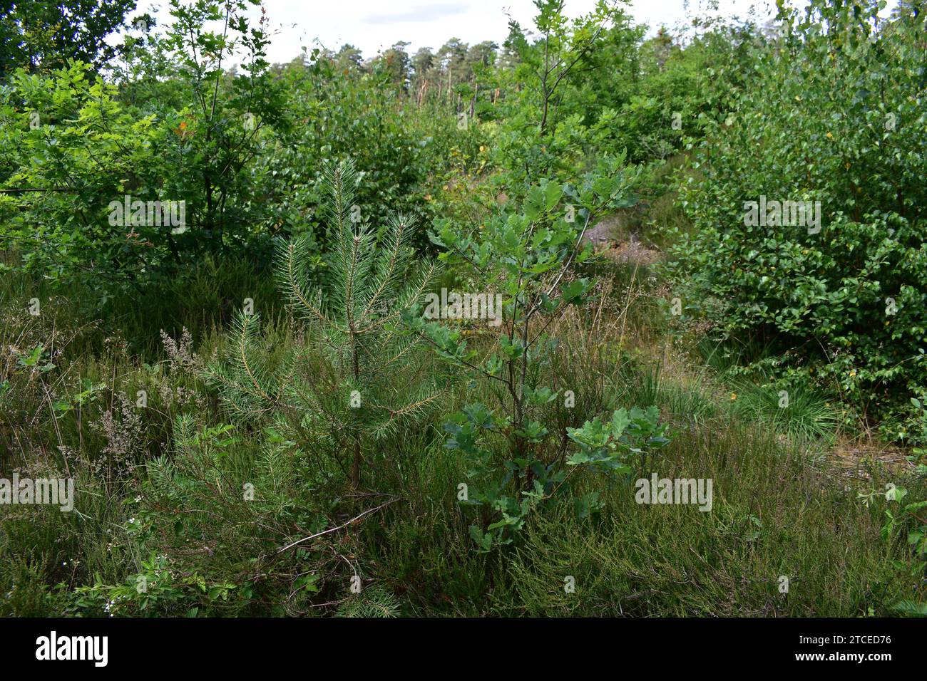 Kleiner Kiefernbaum neben einem kleinen Eichenbaum im Gras des Mechelse Heide Nationalparks Stockfoto