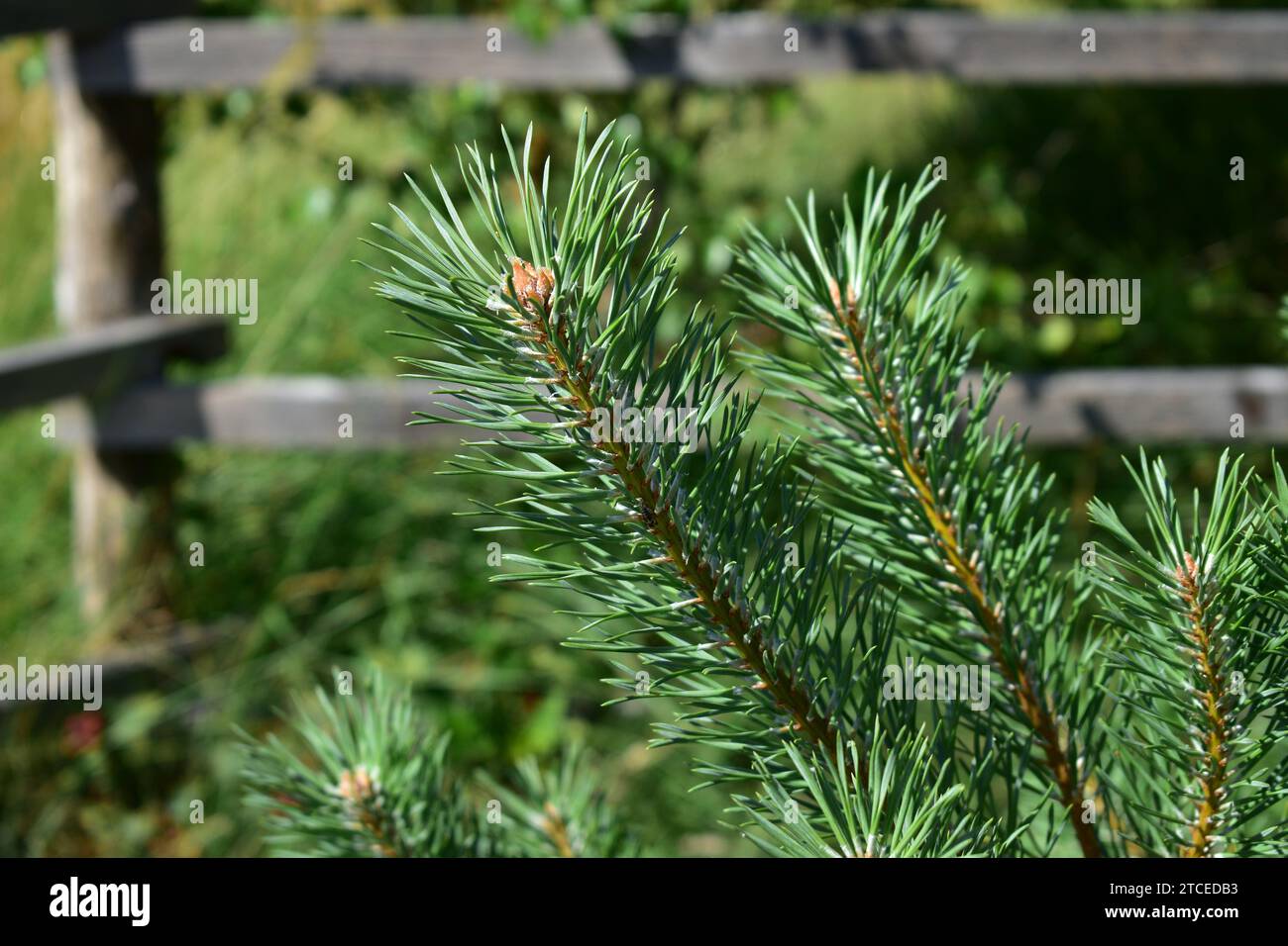 Nahaufnahme eines Kiefernzweigs mit grünen Kiefernnadeln mit verschwommenem Hintergrund Stockfoto