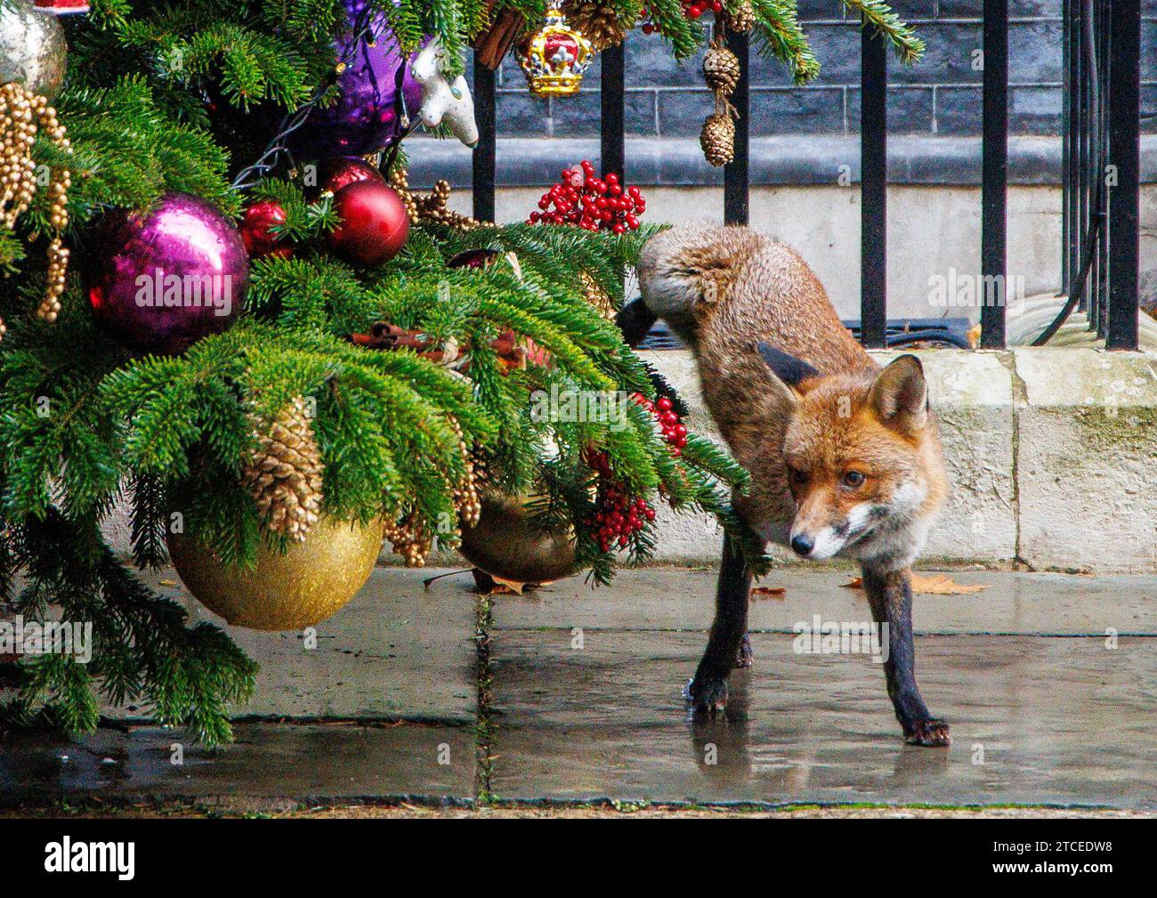 London, Großbritannien. Dezember 2023. Ein Fuchs entlastet sich am Weihnachtsbaum Nr. 10 in der Downing Street. Quelle: Mark Thomas/Alamy Live News Stockfoto