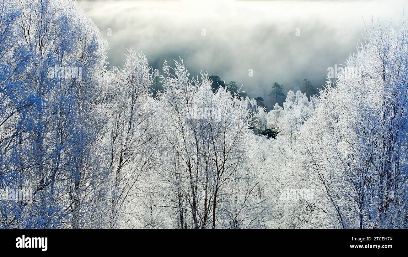 Glen Affric Cannich Schottland am frühen Wintermorgen ein starker weißer Frost über der Reihe von Birkenbäumen nebelt über den Kiefern Stockfoto