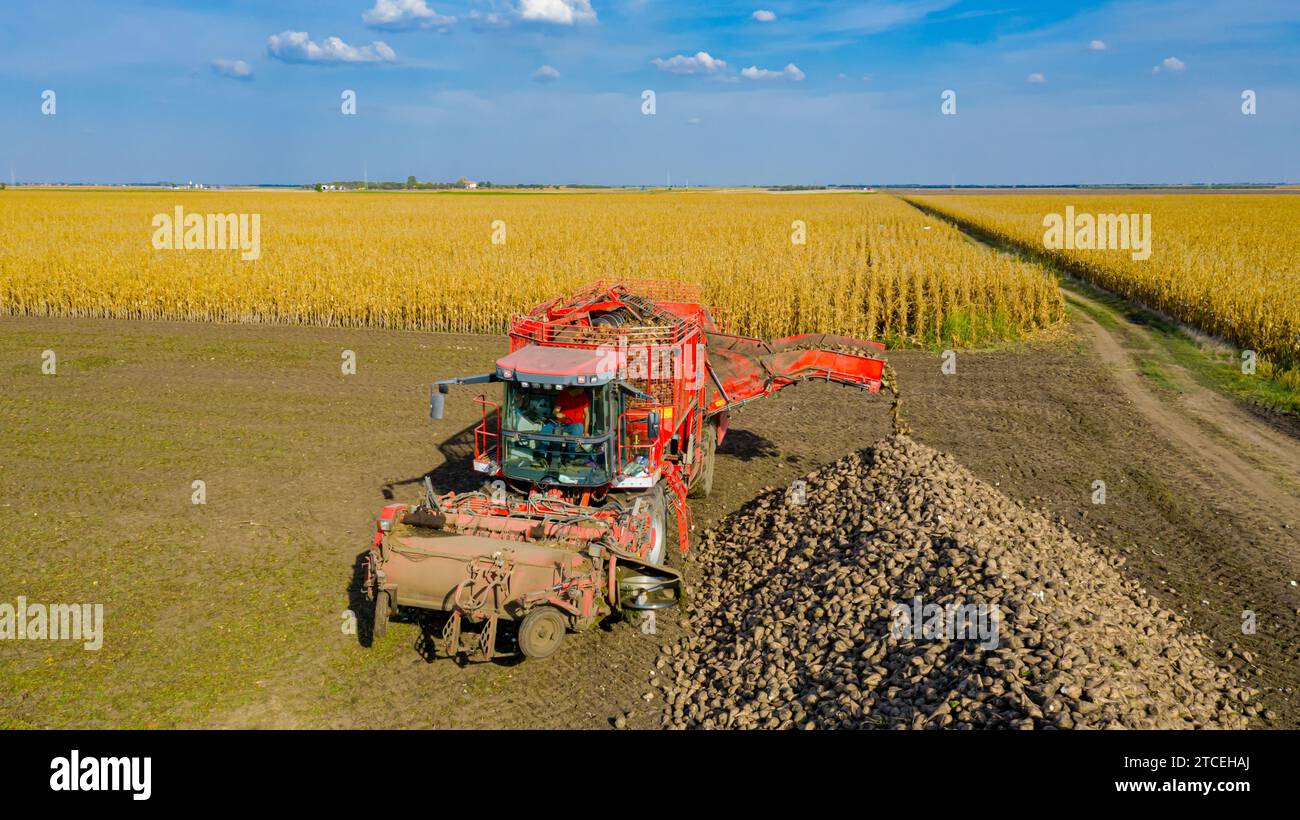 Über dem Rollwagen wird die Umlaufbahn um den Erntemaschine zum Schneiden und Ernten reifer Zuckerrübenwurzeln entladen, wobei frisch geerntete Fracht über Co übertragen wird Stockfoto