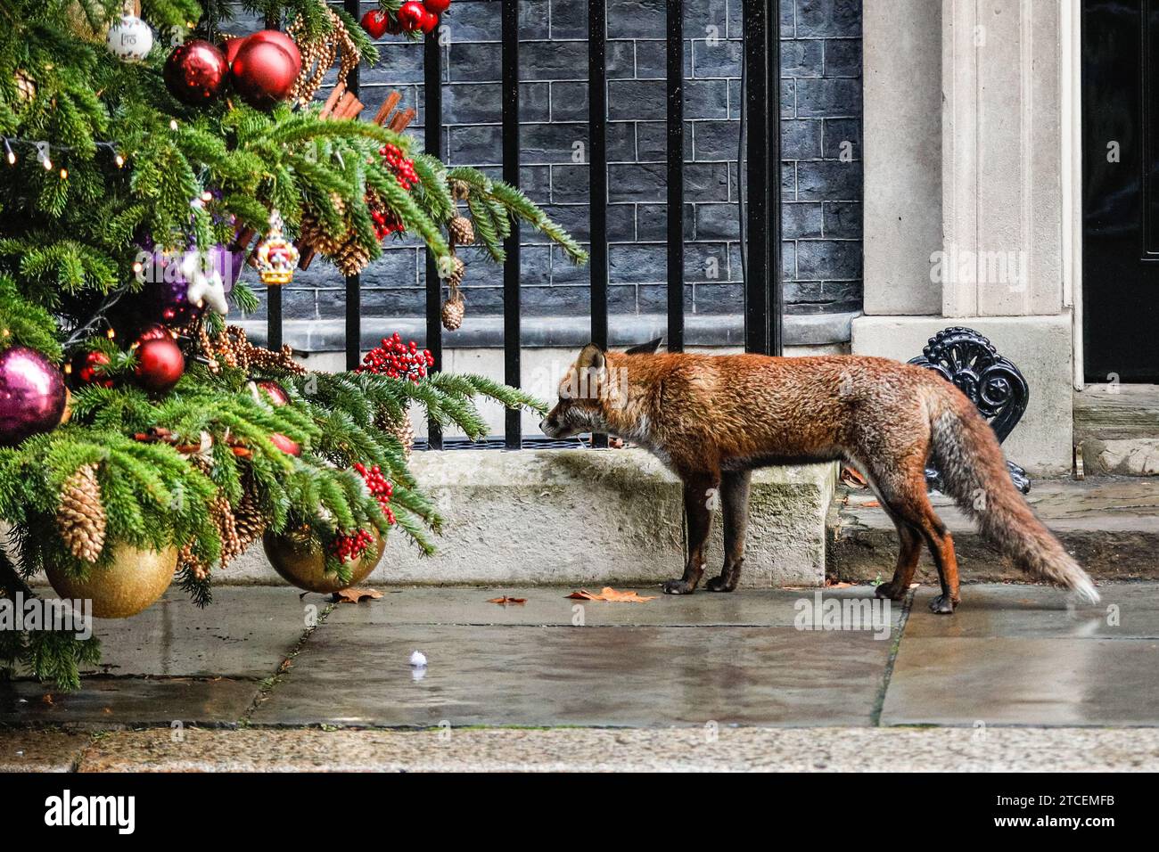 London, Großbritannien. Dezember 2023. Ein junger, neugieriger Fuchs untersucht heute Morgen den Weihnachtsbaum in der Downing Street, während sich Kabinettsminister drinnen treffen. Quelle: Imageplotter/Alamy Live News Stockfoto