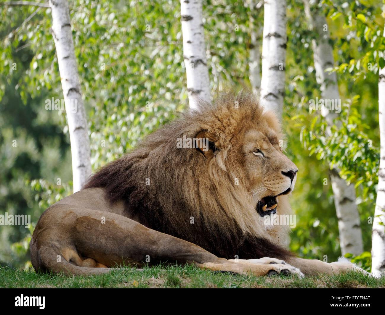Portrait de Lion (Panthera leo) allongé sur l'herbe et vu de Profil avec la bouche ouverte sur Fond de troncs d'arbres Stockfoto