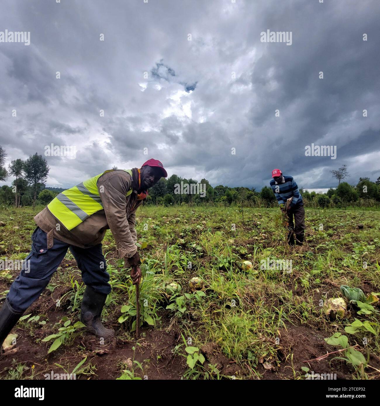 © PHOTOPQR/LE PARISIEN/Frédéric Mouchon ; Mau Forest ; 07/11/2023 ; EN contrepartie de protéger les jeunes pousses d'arbres qui ont été semées dans ce champs, John peut y cultive son Potager. Environnement, le Miracle kényan: Avec l'énergie solaire, le saut dans la modernité de l'île de Ndeda Sur le lac Victoria (Kenia), l'île de Ndeda EST passée depuis cinq ans du charbon de bois et de la lampe à pétrole à l'électricité d'origine solaire. UN saut dans la modernité pour ses 5 000 Bewohner. nov. 2023. Am Victoriasee (Kenia) hat sich die Insel Ndeda von Holzkohle und Kerosin gewandelt Stockfoto