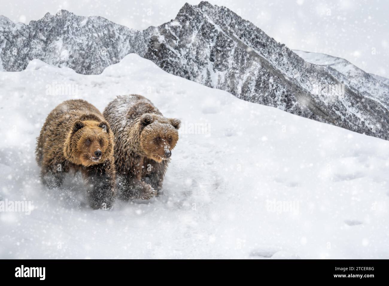 Zwei Erwachsene Braunbären in kalter Zeit. Tier im wilden Winterberg. Action-Wildlife-Szene mit gefährlichem Tier Stockfoto