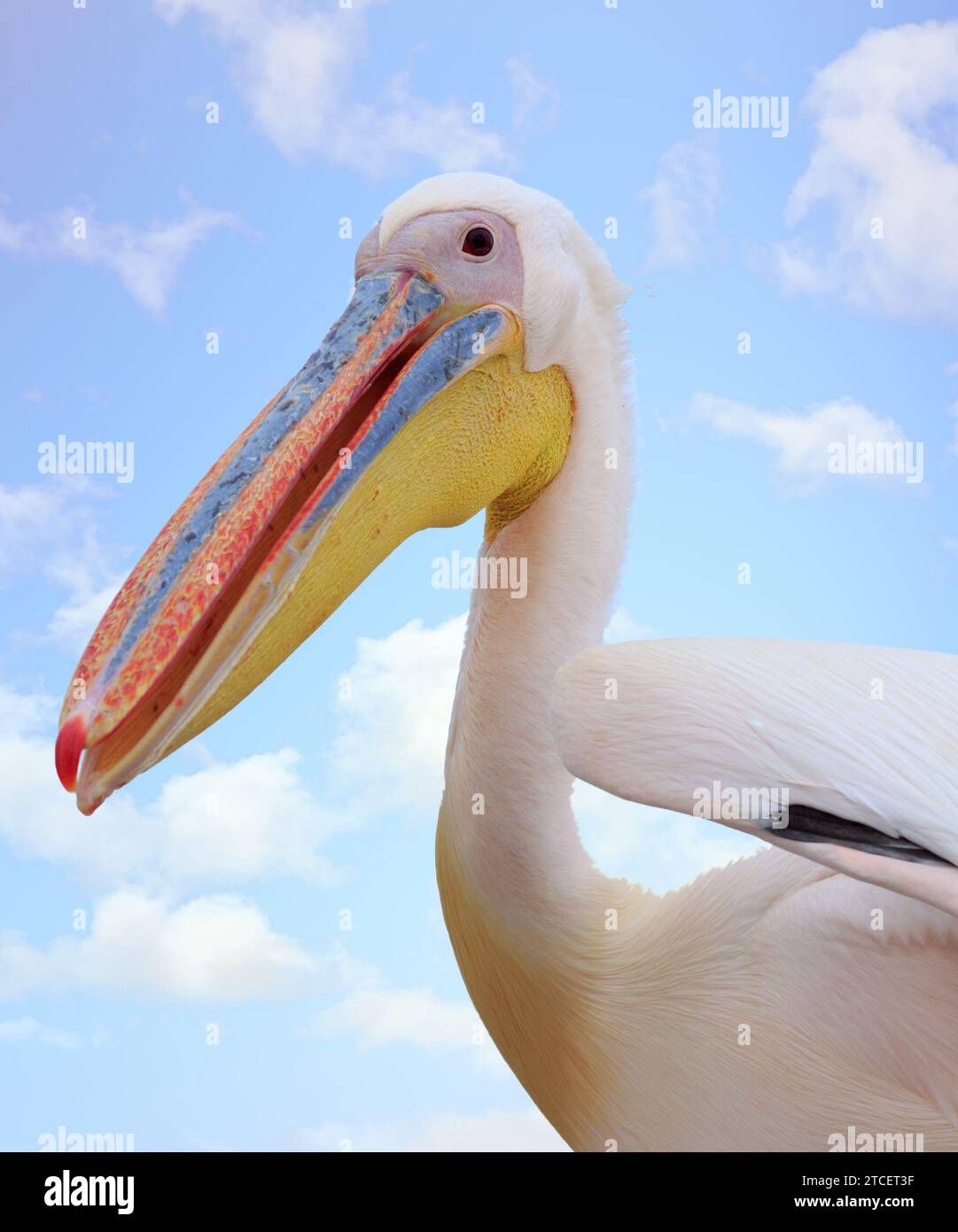 Nahaufnahme des großen weißen Pelikans (Pelecanus onocrotalus) Kopf vor einem natürlichen Hintergrund mit klarem Himmel - Fokus auf dem Auge, Schnabelspitze nicht scharf Stockfoto