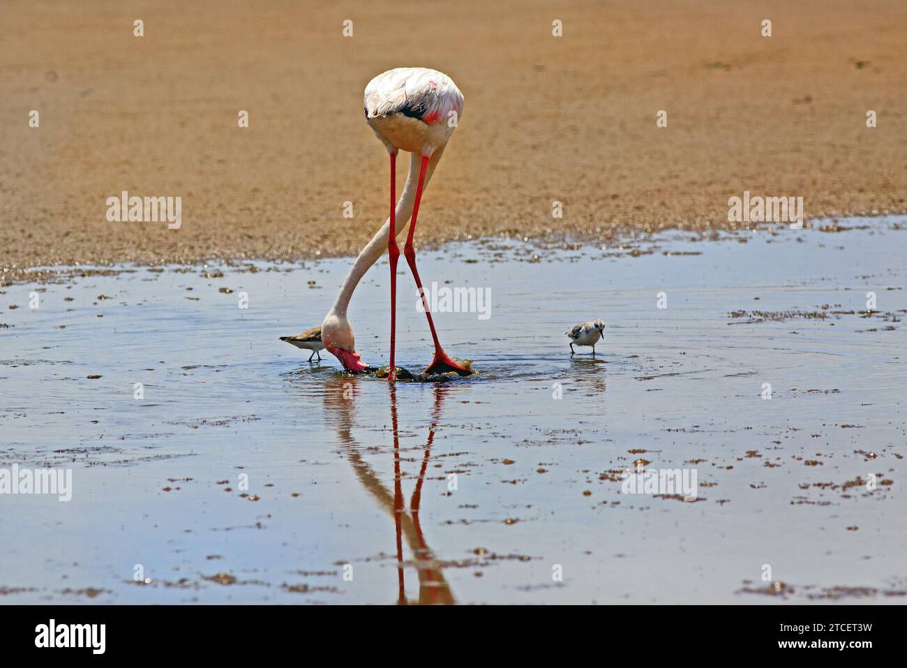 Ein einsamer großer Flamingo, der das Wasser für Nahrung absaugt, mit kleinen Wasservögeln in der Nähe - Flamingo Lagoon, Namibia Stockfoto