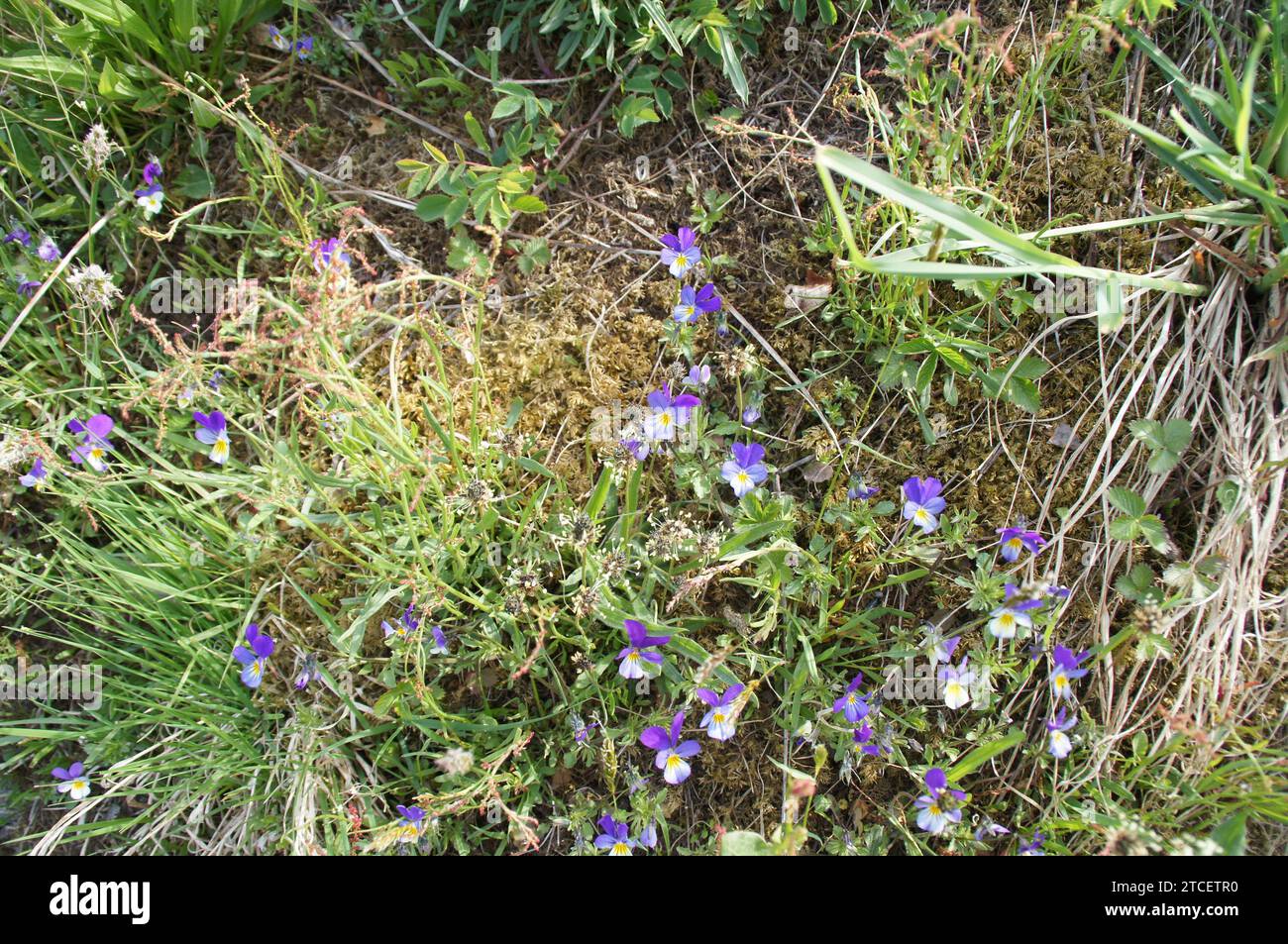 Wilde Stiefmütterchen (Viola tricolor) in Hole, im Dorf Geiranger in der Region Sunnmøre Møre og Romsdal, Norwegen Stockfoto