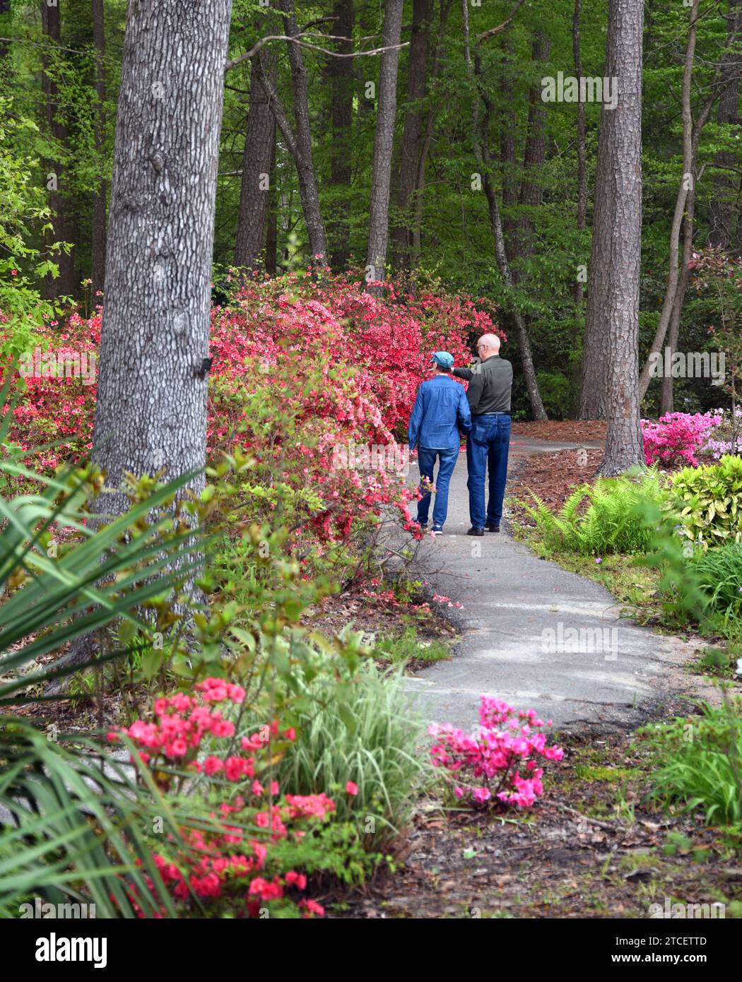 Ein paar schlendern auf den Pfaden des Arboretums von South Arkansas. Walk ist umgeben von blühenden rosa Azaleen und Wäldern in South Arkansas. Sie halten fest Stockfoto