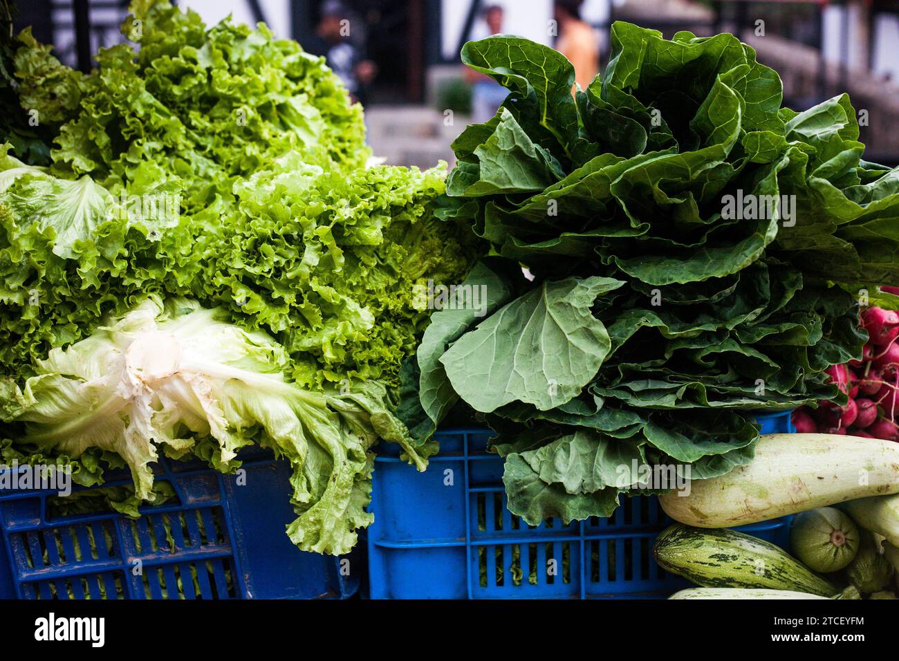 Frisch geernteter Salat auf einem Markt Stockfoto
