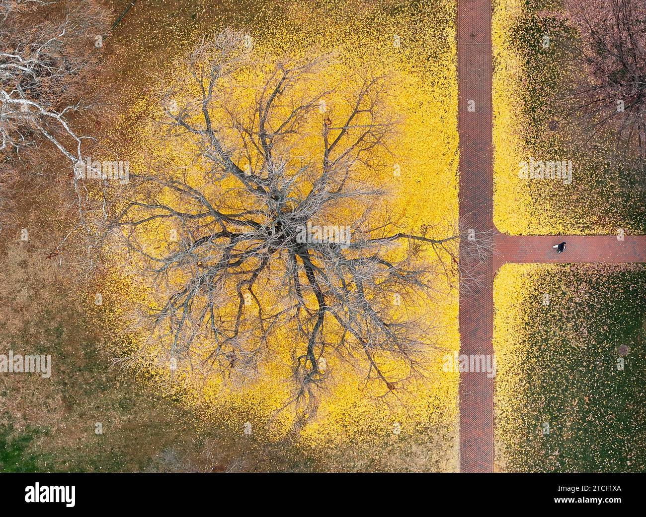 Ein wunderschöner Pratt Ginkgo-Baum verliert seine Blätter in spektakulärer Farbenpracht neben der Rotunde an der University of Virginia in Charlottesville. Stockfoto