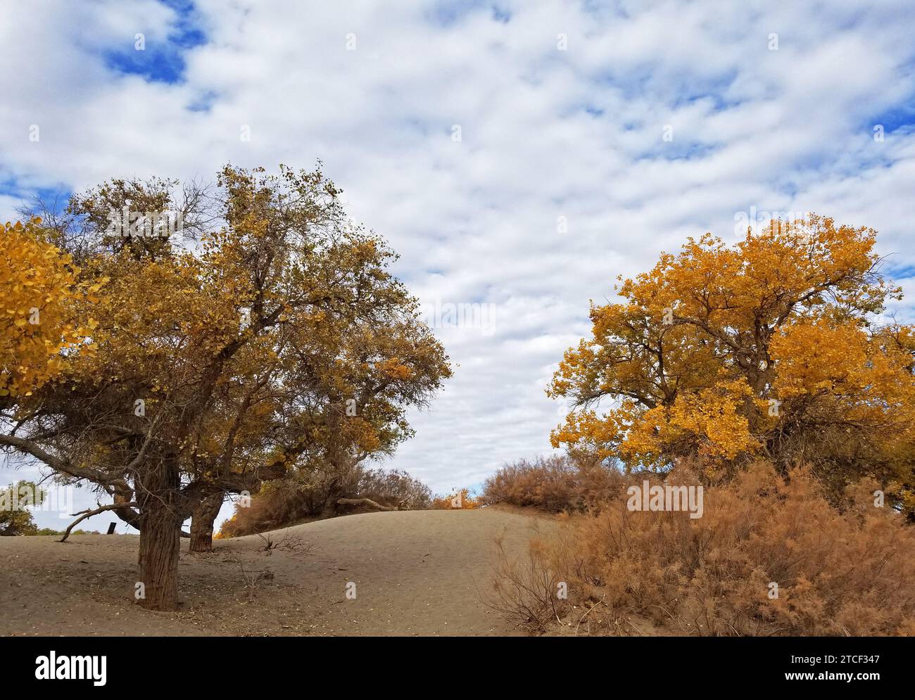 Populus euphratica oder Wüstenpappelbäume und ihre leuchtenden Herbstfarben bieten viele malerische Ausblicke in einer Wüstenoase der Inneren Mongolei unter Stockfoto