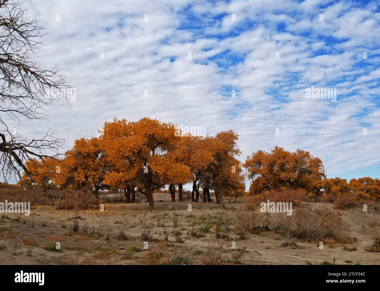 Populus euphratica oder Wüstenpappelbäume und ihre leuchtenden Herbstfarben bieten viele malerische Ausblicke in einer Wüstenoase der Inneren Mongolei unter Stockfoto