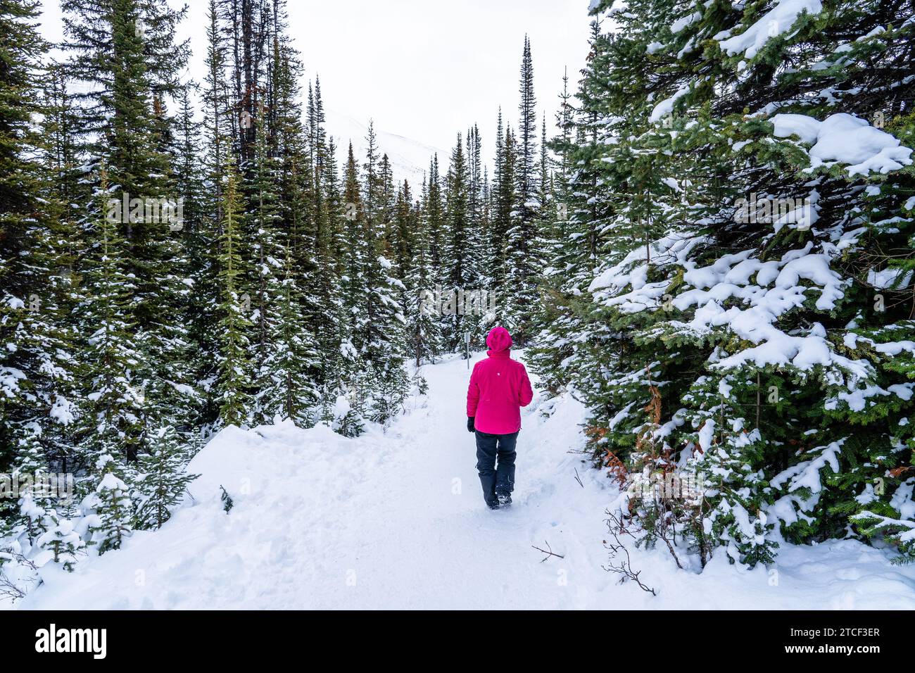 Wanderer auf dem Bow Summit Trail zum Aussichtspunkt Peyto Lake im Winter Stockfoto