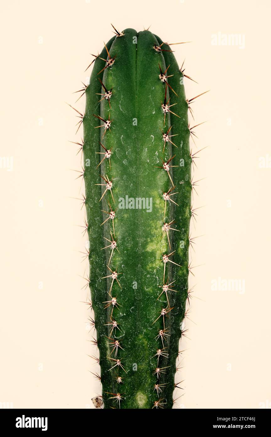 Trichocereus pachanoi „San Pedro Cactus“ Stockfoto