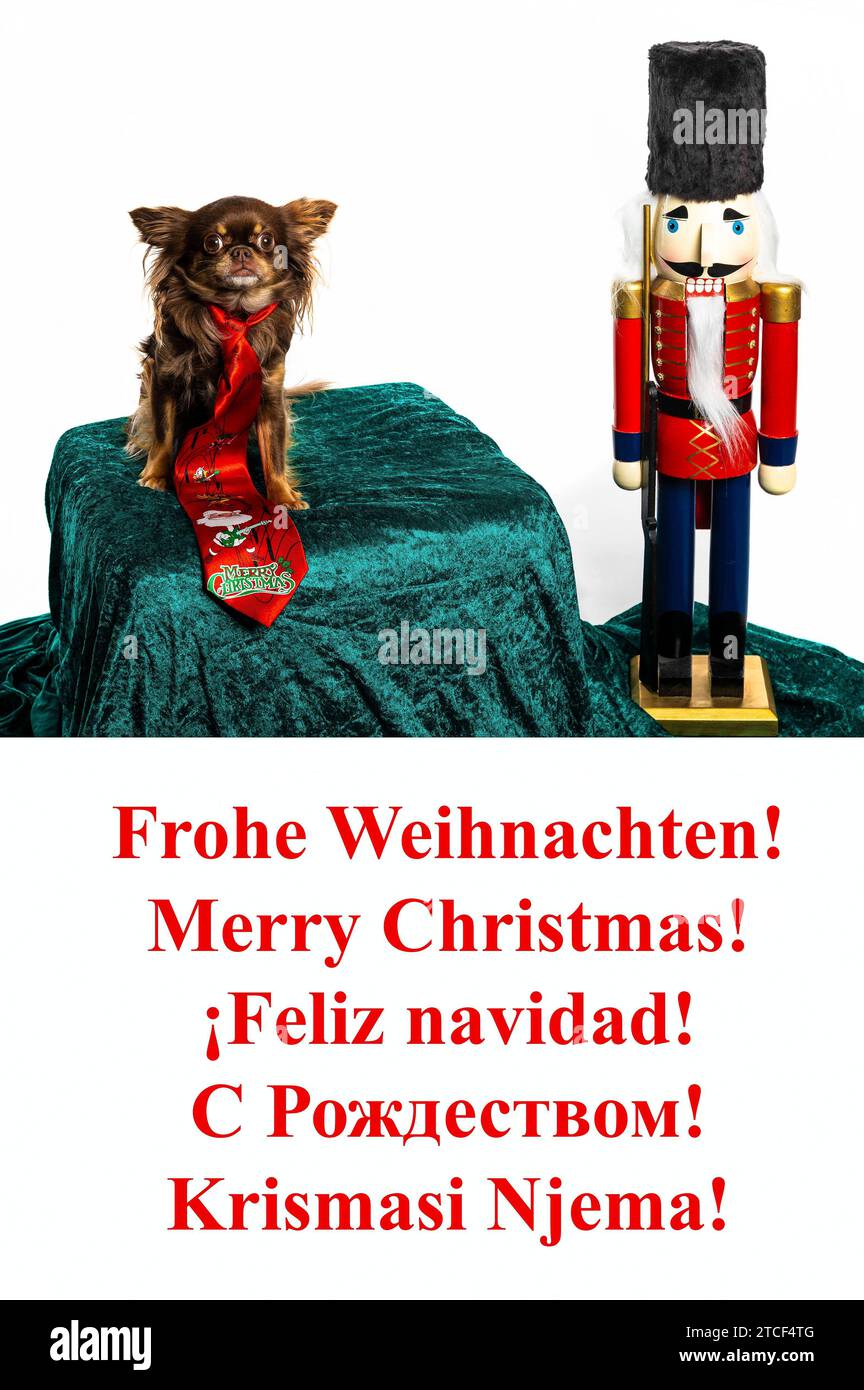 Chihuahua mit Nussknacker und Weihnachtsgrüßen - Hunde eignen sich nicht als Geschenke. Bei vielen Kindern kommt irgendwann einmal der Wunsch nach einem Tier als Spielgefährten auf. Gerade zur Weihnachtszeit geben Eltern oder andere Verwandte diesen Wunsch immer wieder nach und überraschen das Kind mit einem Hund. Doch oft lässt das anfängliche Interesse am neuen Kameraden schnell nach. Symbolfoto, Themenfoto *** Chihuahua mit Nussknacker und Weihnachtsgrüße Hunde sind irgendwann nicht als Geschenk geeignet, viele Kinder wünschen sich ein Tier als Spielgefährte vor allem zu Weihnachten, Eltern Stockfoto