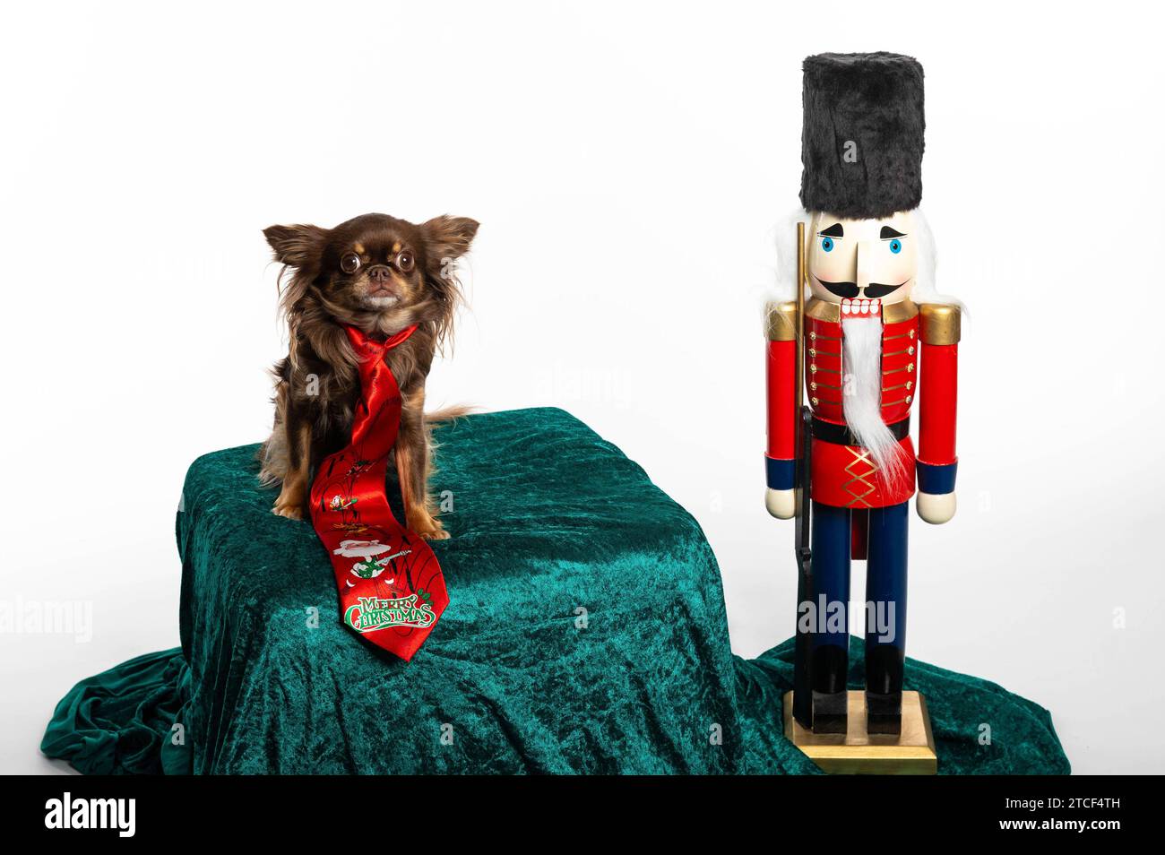 Ein Chihuahua mit Nussknacker - Hunde eignen sich nicht als Geschenke. Bei vielen Kindern kommt irgendwann einmal der Wunsch nach einem Tier als Spielgefährten auf. Gerade zur Weihnachtszeit geben Eltern oder andere Verwandte diesen Wunsch immer wieder nach und überraschen das Kind mit einem Hund. Doch oft lässt das anfängliche Interesse am neuen Kameraden schnell nach. Symbolfoto, Themenfoto *** Ein Chihuahua mit Nussknacker Hunde sind nicht geeignet als Geschenke, denen viele Kinder irgendwann ein Tier als Spielgefährte wünschen, besonders zu Weihnachten geben Eltern oder andere Verwandte oft nach Stockfoto