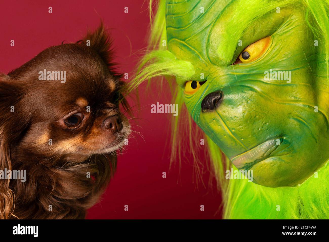 Ein Chihuahua und der Grinch - Hunde eignen sich nicht als Geschenke. Bei vielen Kindern kommt irgendwann einmal der Wunsch nach einem Tier als Spielgefährten auf. Gerade zur Weihnachtszeit geben Eltern oder andere Verwandte diesen Wunsch immer wieder nach und überraschen das Kind mit einem Hund. Doch oft lässt das anfängliche Interesse am neuen Kameraden schnell nach. Symbolfoto, Themenfoto *** Ein Chihuahua und die Grinch Hunde sind nicht als Geschenke geeignet viele Kinder wünschen sich irgendwann ein Tier als Spielgefährte besonders zu Weihnachten, Eltern oder andere Verwandte geben dem oft nach Stockfoto