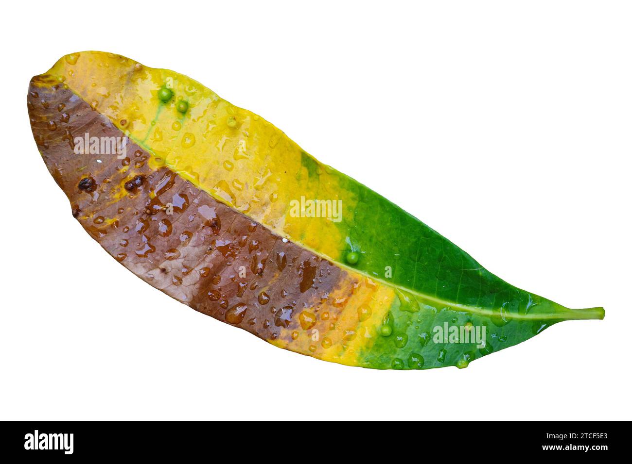Buntes gefallenes Blatt mit Wassertropfen isoliert auf weißem Hintergrund Stockfoto