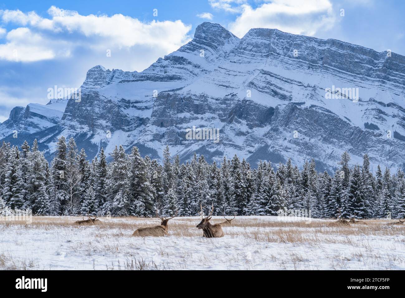 ELK auf einem Feld in den Kanadischen Rocky Mountains Stockfoto