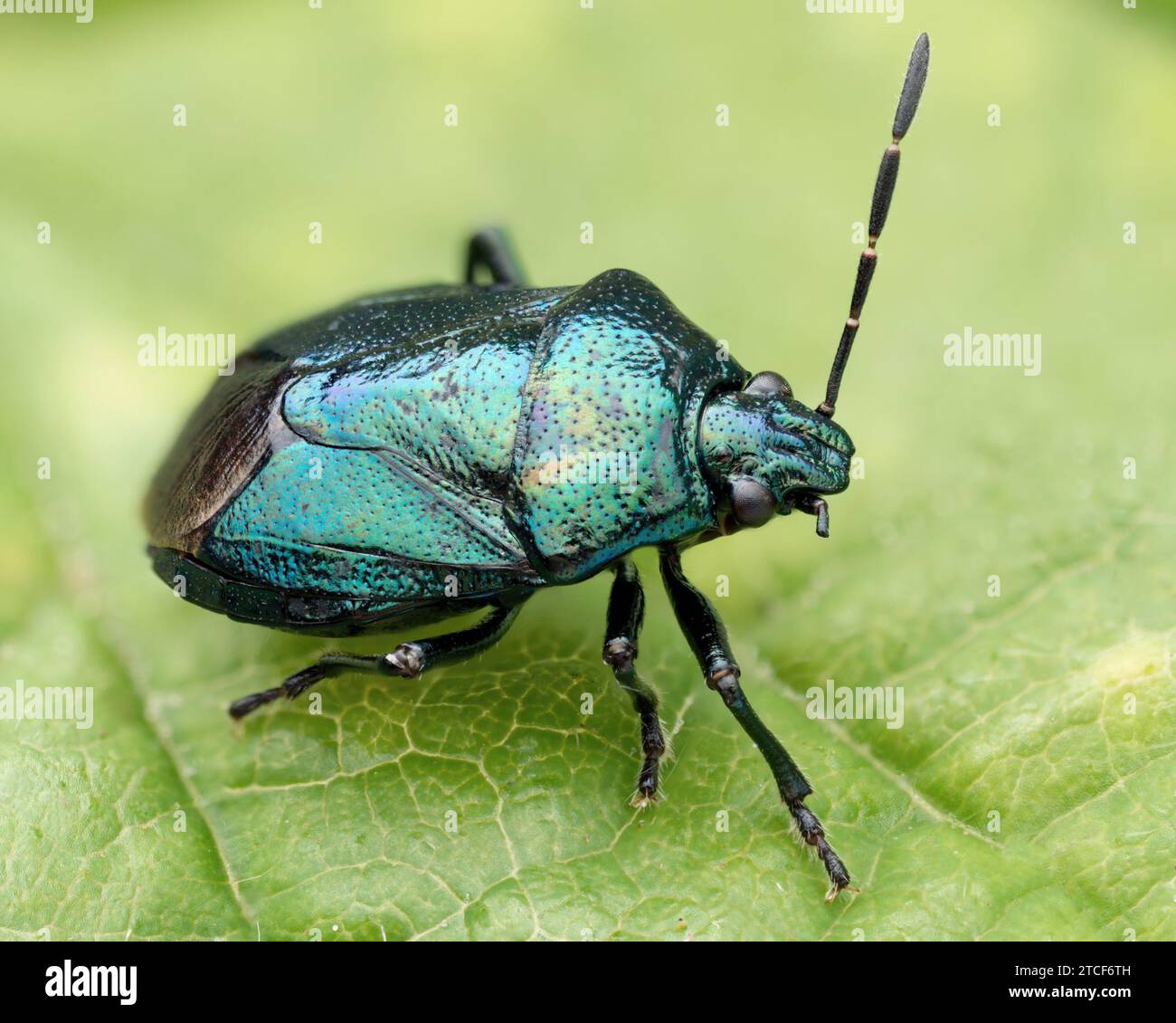 Blue Shieldbug (Zicrona caerulea) mit fehlender Antenne auf dem Blatt. Tipperary, Irland Stockfoto