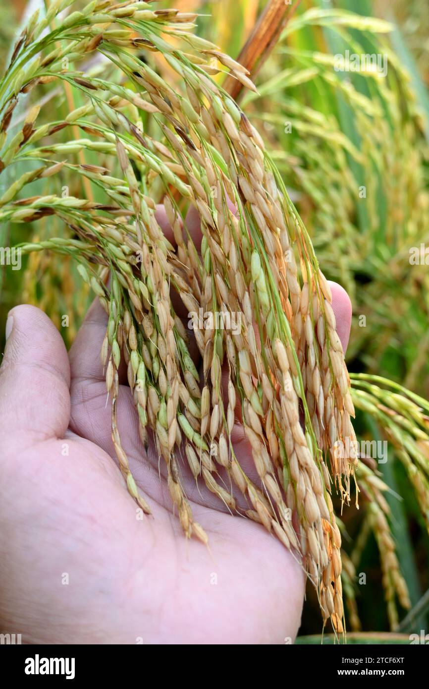 Nahaufnahme die reife gelb grüne Reispflanzenkörner halten Hand in der Farm weicher Fokus natürlicher grüner brauner Hintergrund. Stockfoto