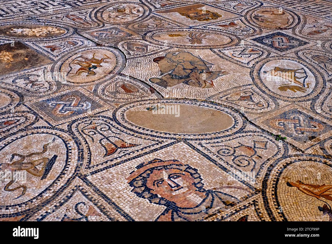 Römisches Mosaik aus dem 2. Jahrhundert n. Chr. in Volubilis, ausgegrabener berrömischer Stadt aus dem alten Mauretanien bei Meknes, Fes-Meknes, Marokko Stockfoto