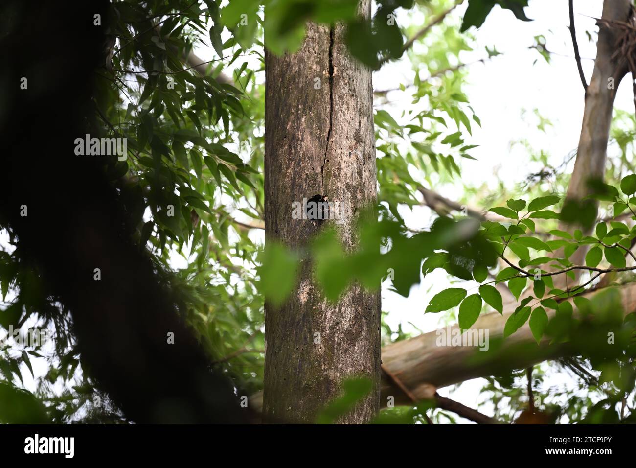 Bohrung in einem Baum Stockfoto