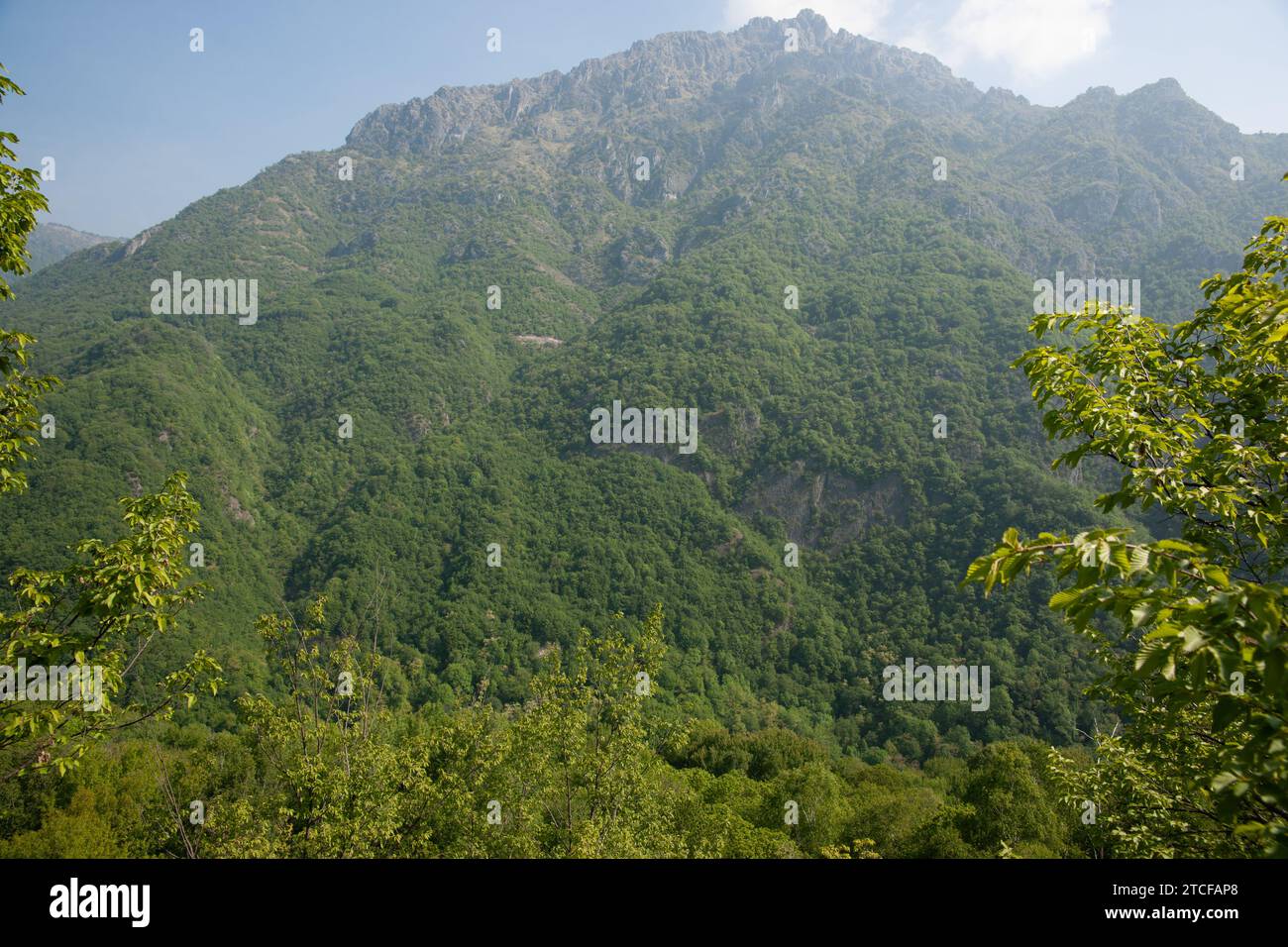 Grüner baumbestandener Berg in italienischer Landschaft. Stockfoto