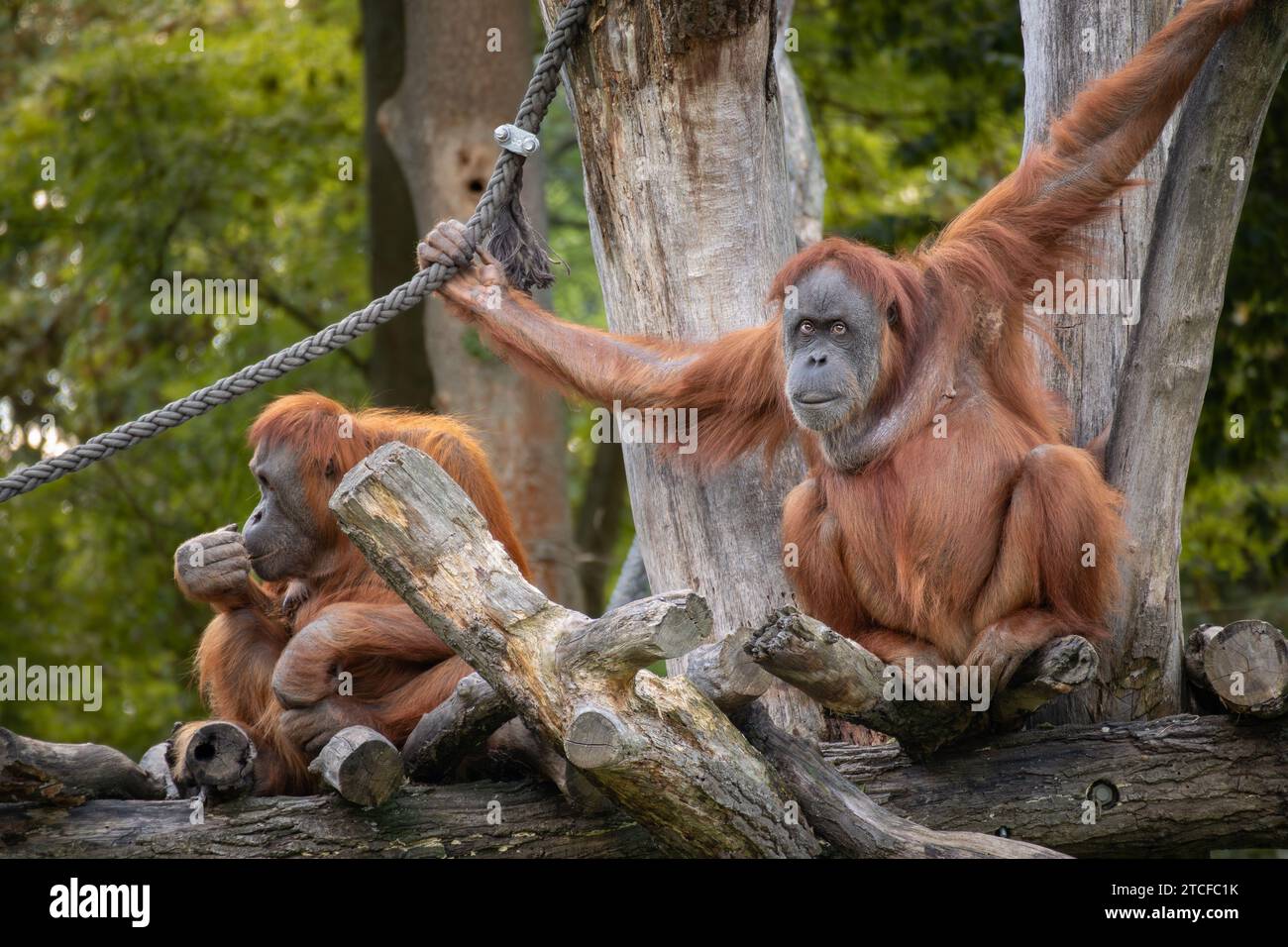 Sumatra-Orang-Utan im Zoologischen Garten. Pongo Abelii hält Seil im Zoo. Bedrohte Tiere. Stockfoto