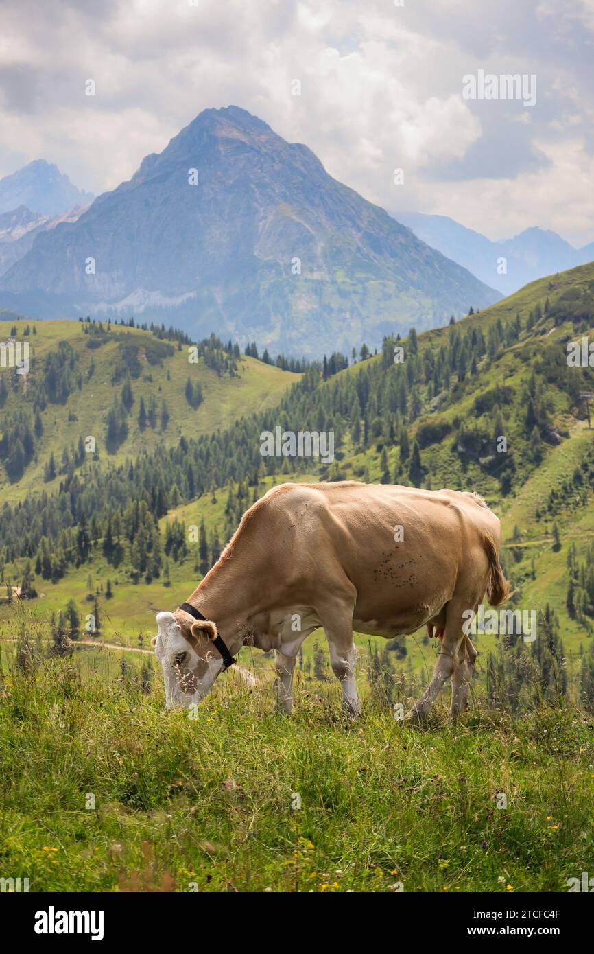 Vertikale Sicht auf weidende Braune Kuh in den österreichischen Alpen. Alpines Tier auf der hügeligen Wiese mit Berglandschaft. Schöne Hausrinder in Flachau. Stockfoto