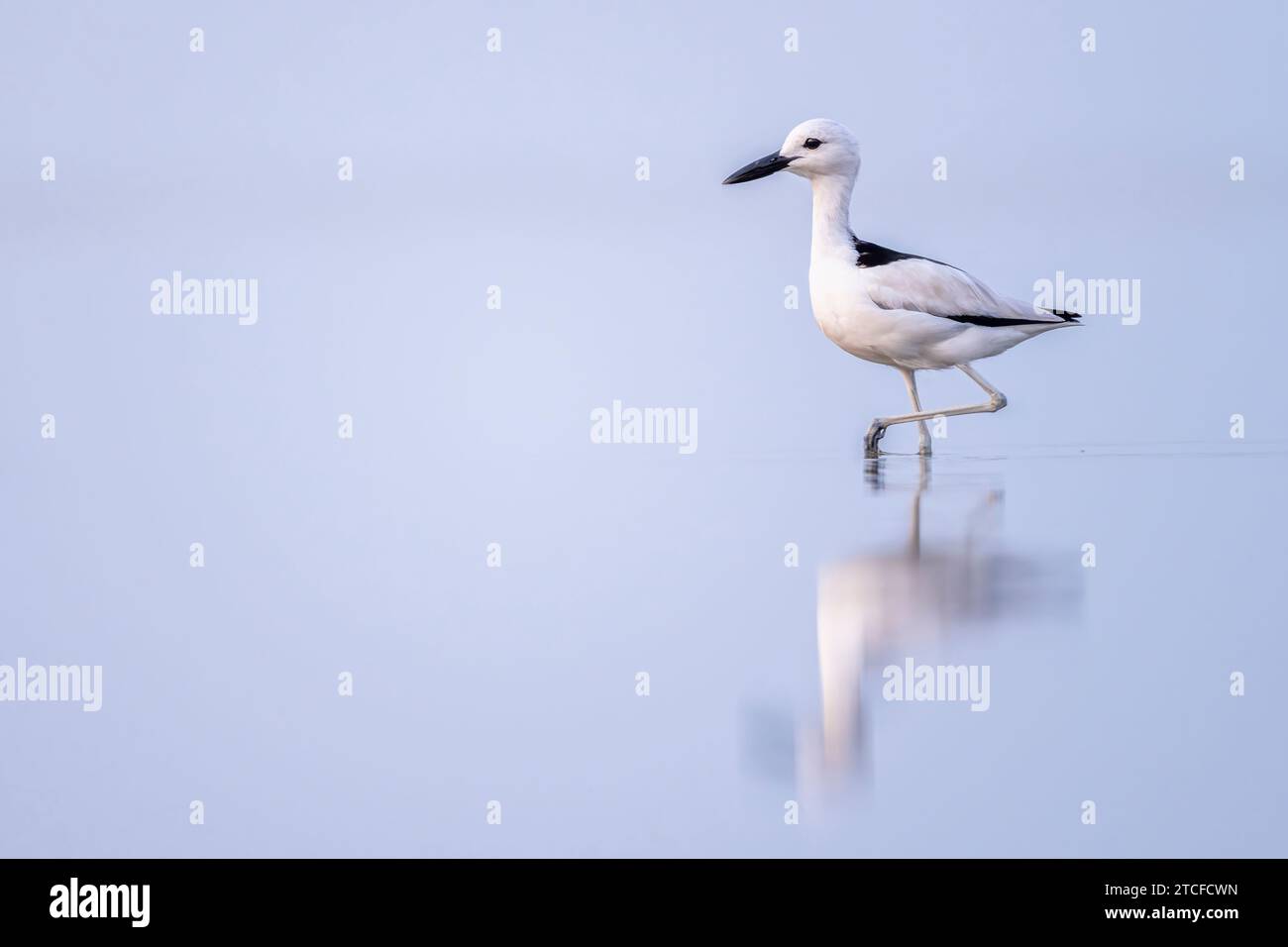 Krabbenpfeifer, Dromas Ardeola. Silhouette eines Vogels im Wasser. Rotes Meer, Saudi-Arabien. Stockfoto