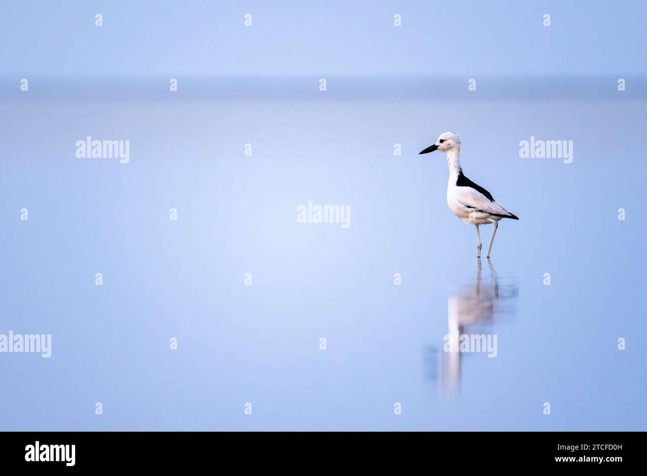 Krabbenpfeifer, Dromas Ardeola. Silhouette eines Vogels im Wasser. Rotes Meer, Saudi-Arabien. Stockfoto