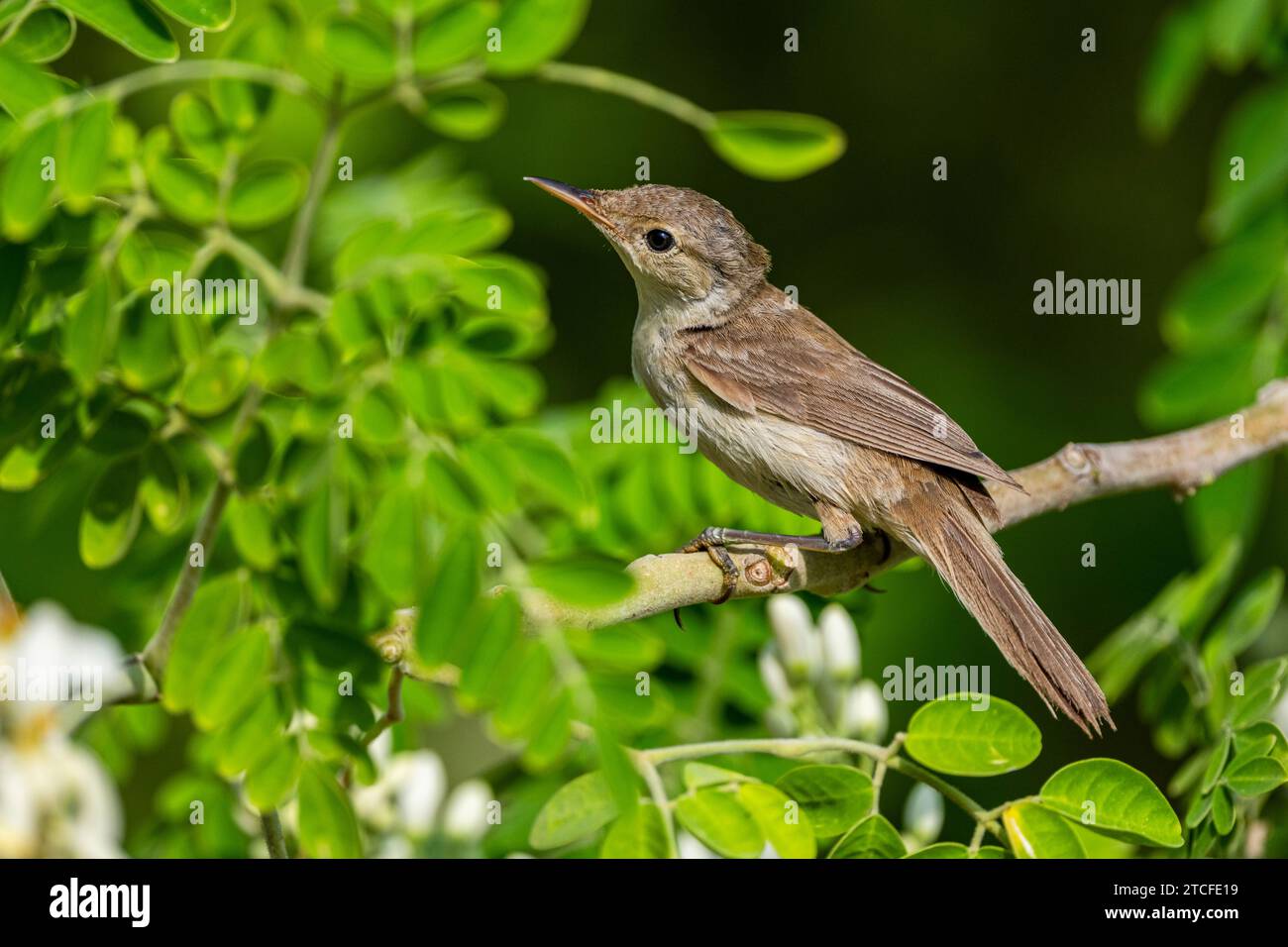 Östliche Olivensäbel, Iduna pallida. Saudi-Arabien Stockfoto