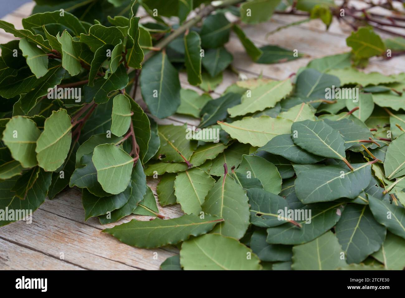 Lorbeerbaum, Lorbeer-Baum, Echter Lorbeer, Edel-Lorbeer, Edler Lorbeer, Gewürzlorbeer, Lorbeerblatt, Lorbeerblätter, Lorbeer-Blätter, Blatt, Blätter, Stockfoto