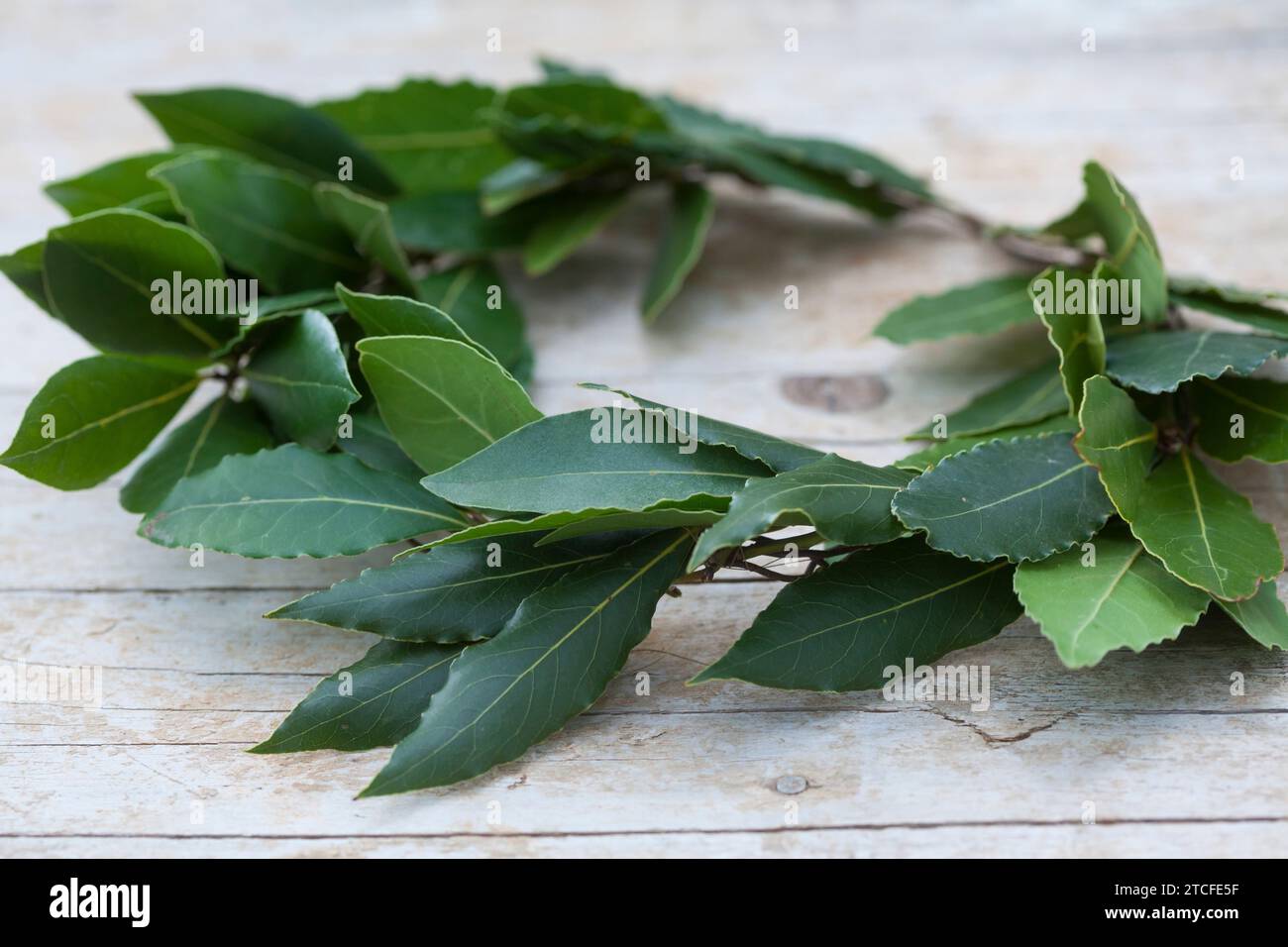 Lorbeerkranz, Lorbeer-Kranz, Kranz aus Lorbeerblättern, Lorbeerzweigen, Lorbeerbaum, Lorbeer-Baum, Echter Lorbeer, Edel-Lorbeer, Edler Lorbeer, Gewürz Stockfoto