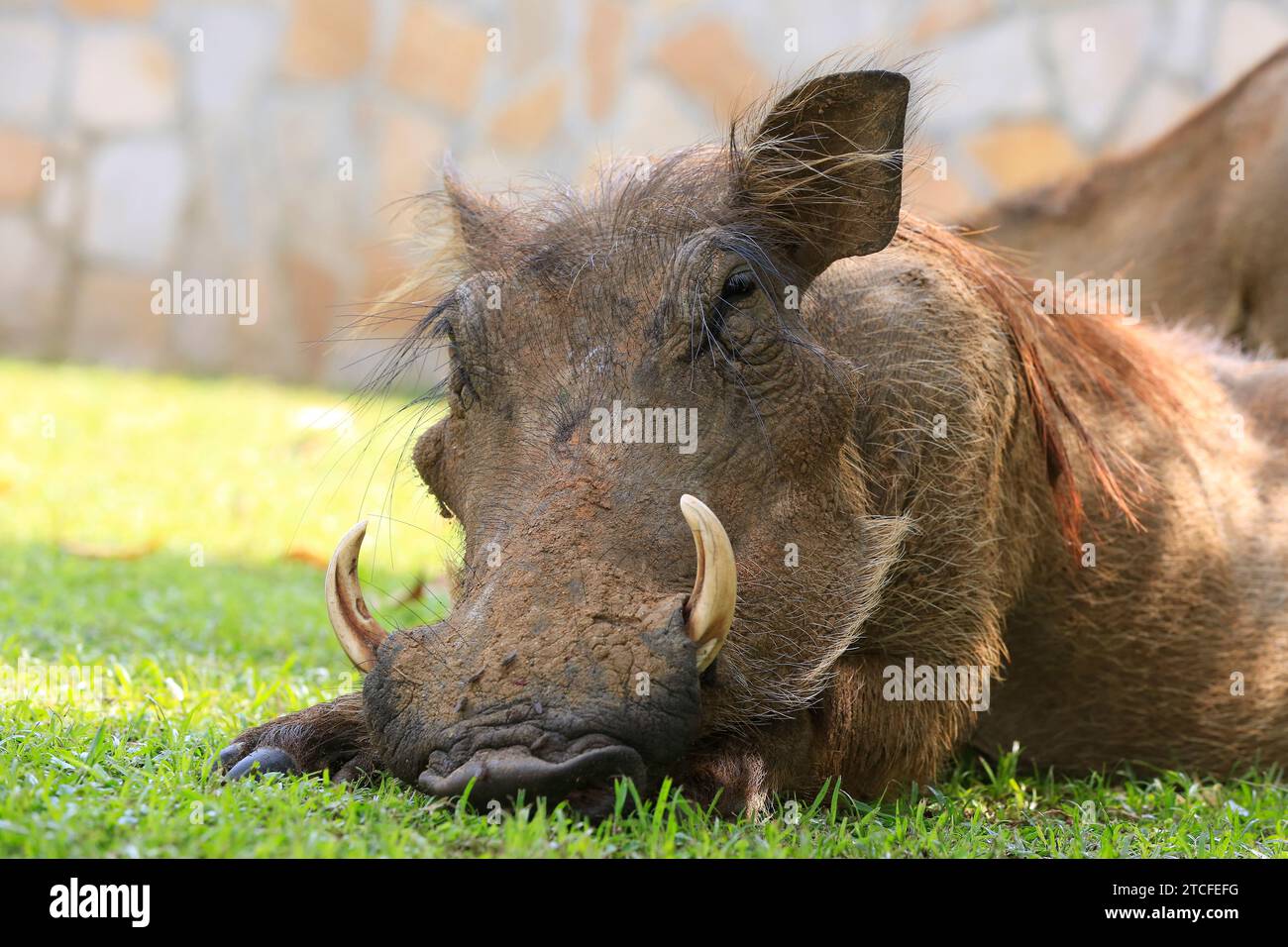 Nahaufnahme eines gewöhnlichen Warzenschweins (Phacochoerus africanus), der im Gras ruht und in die Kamera blickt. Murchison Falls National Park, Uganda Stockfoto