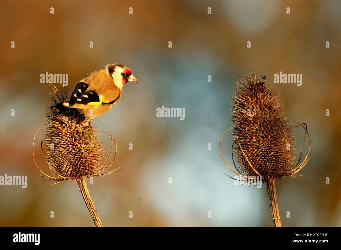 Goldfinch auf Teasel im Herbst Stockfoto