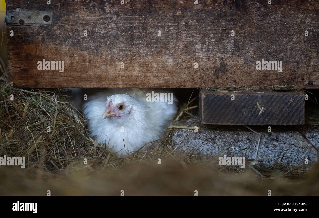 Weiße Banty, die unter einem Heuregal in einem Schafgebäude hohlen. North Yorkshire, Großbritannien. Stockfoto