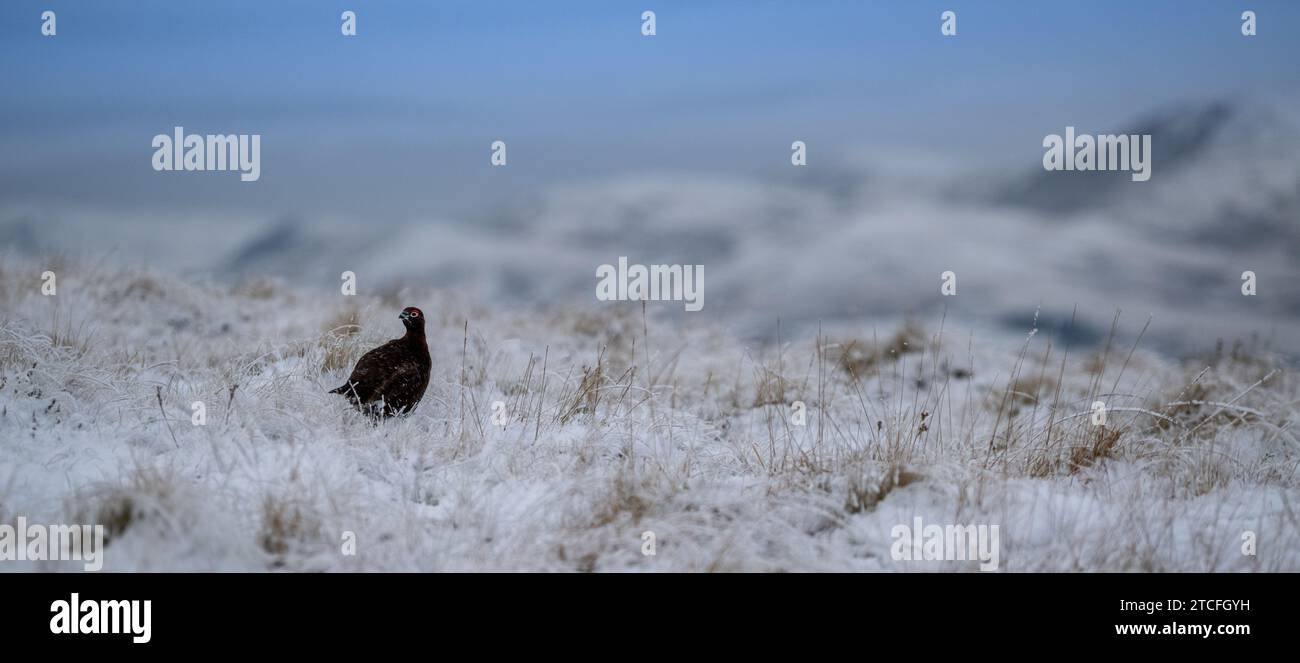 Rothühner - Lagopus lagopus scotica - auf schneebedeckten Mooren im Yorkshire Dales National Park, Großbritannien. Stockfoto