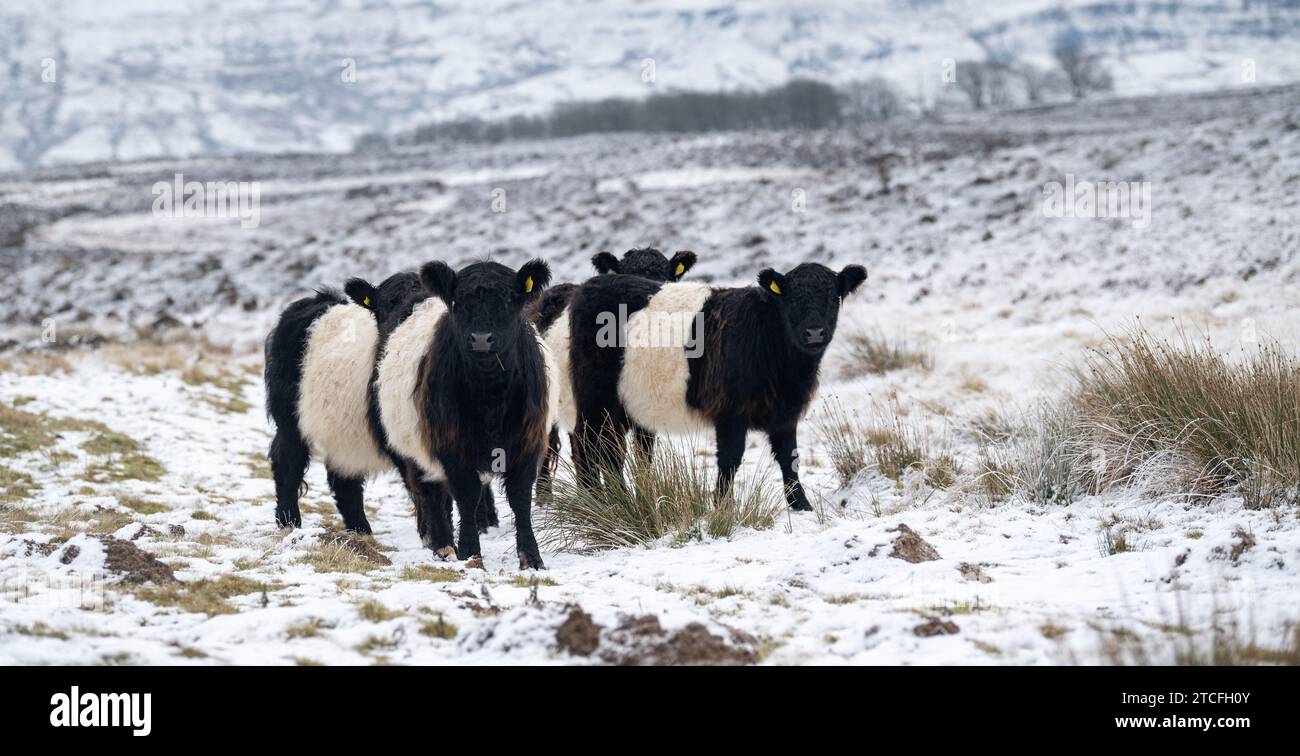 Herde von Belted Galloway Rindern, die auf verschneiten Mooren, Ravenstonedale, Cumbria, Großbritannien, unterwegs sind. Stockfoto