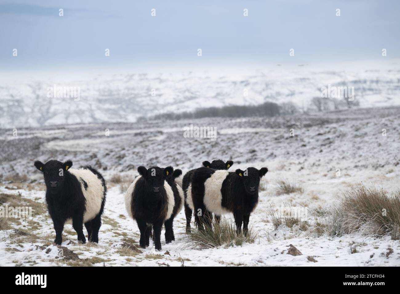 Herde von Belted Galloway Rindern, die auf verschneiten Mooren, Ravenstonedale, Cumbria, Großbritannien, unterwegs sind. Stockfoto
