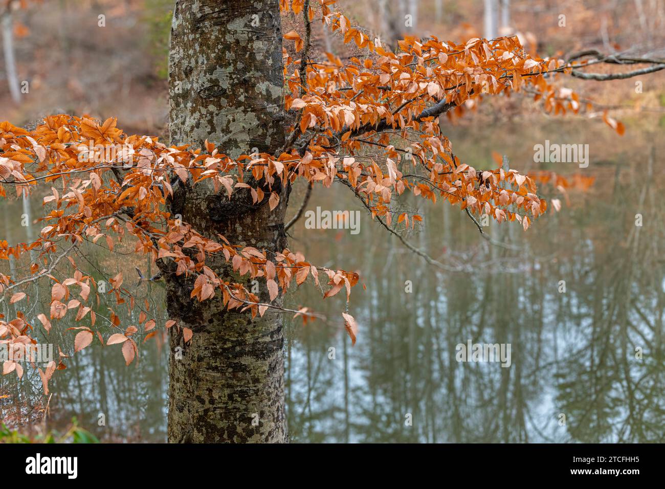 Amerikanische Buche (Fagus grandifolia) im Spätherbst. Amerikanische Buchen behalten ihre Blätter lange nach dem Fall anderer Laubbäume Stockfoto