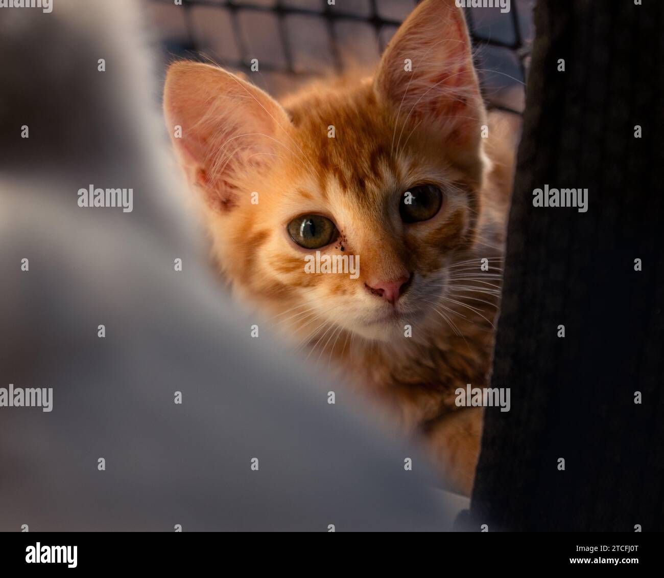 Gestreifte orangefarbene Katze, die die Kamera in der Nähe eines Fensters anstarrt, das sich zwischen den Vorhängen versteckt Stockfoto