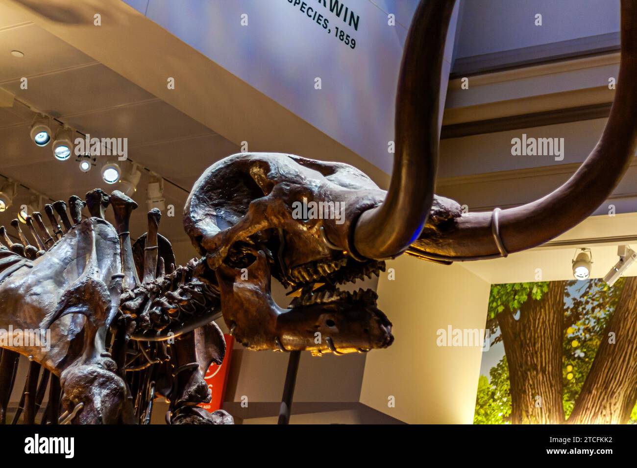 Amerikanisches Mastodon-Fossil-Skelett in der neu renovierten Hall of Fossils im Smithsonian National Museum of Natural History in Washington DC Stockfoto