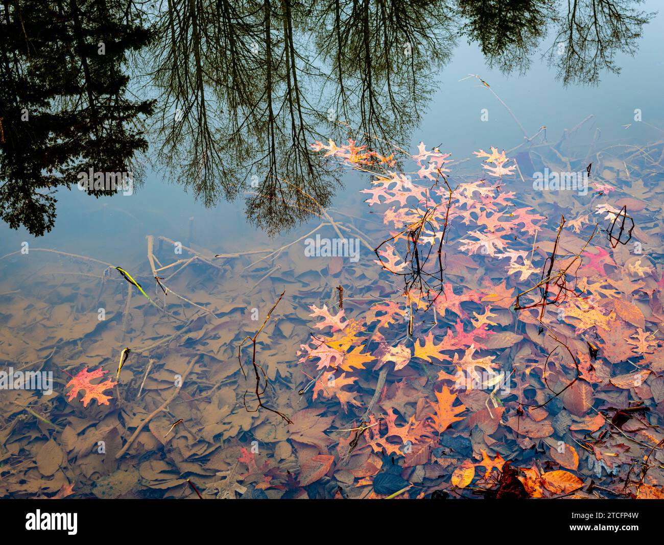 Blätter der nördlichen roten Eiche (Quercus rubra), die Anfang Dezember im Ivy Creek Natural Area nahe Charlottesville (Virginia) auf der Oberfläche des Sees schwimmen. Tre Stockfoto