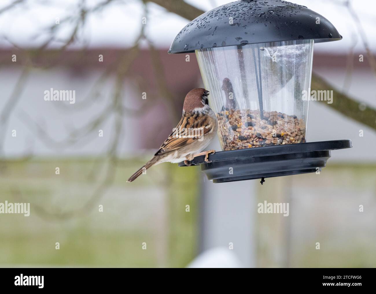 Ein kleiner Vogel, der auf einem Futterhäuschen in einer natürlichen Umgebung im Freien sitzt. Stockfoto