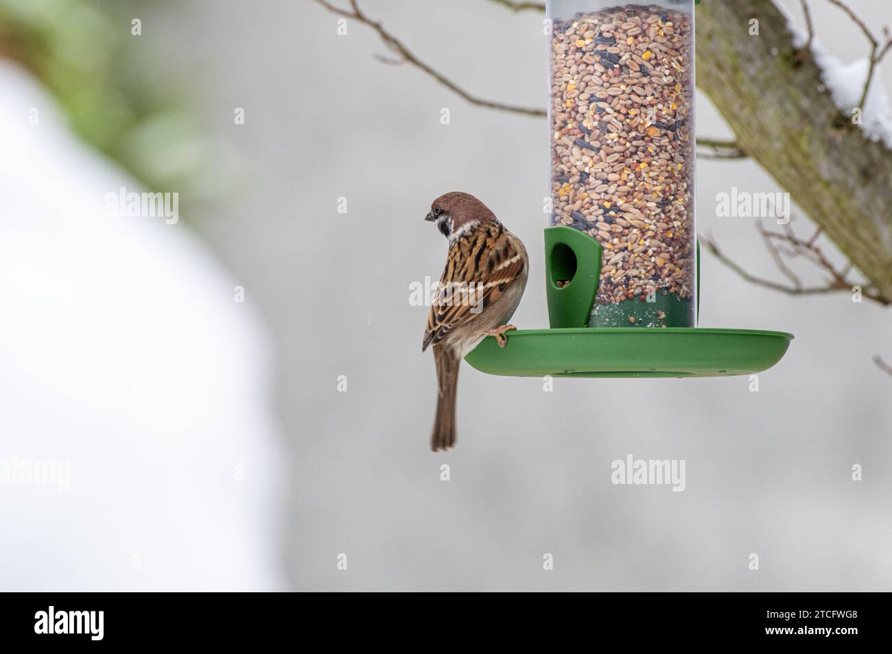 Ein kleiner Vogel, der auf einem Futterhäuschen in einer natürlichen Umgebung im Freien sitzt. Stockfoto