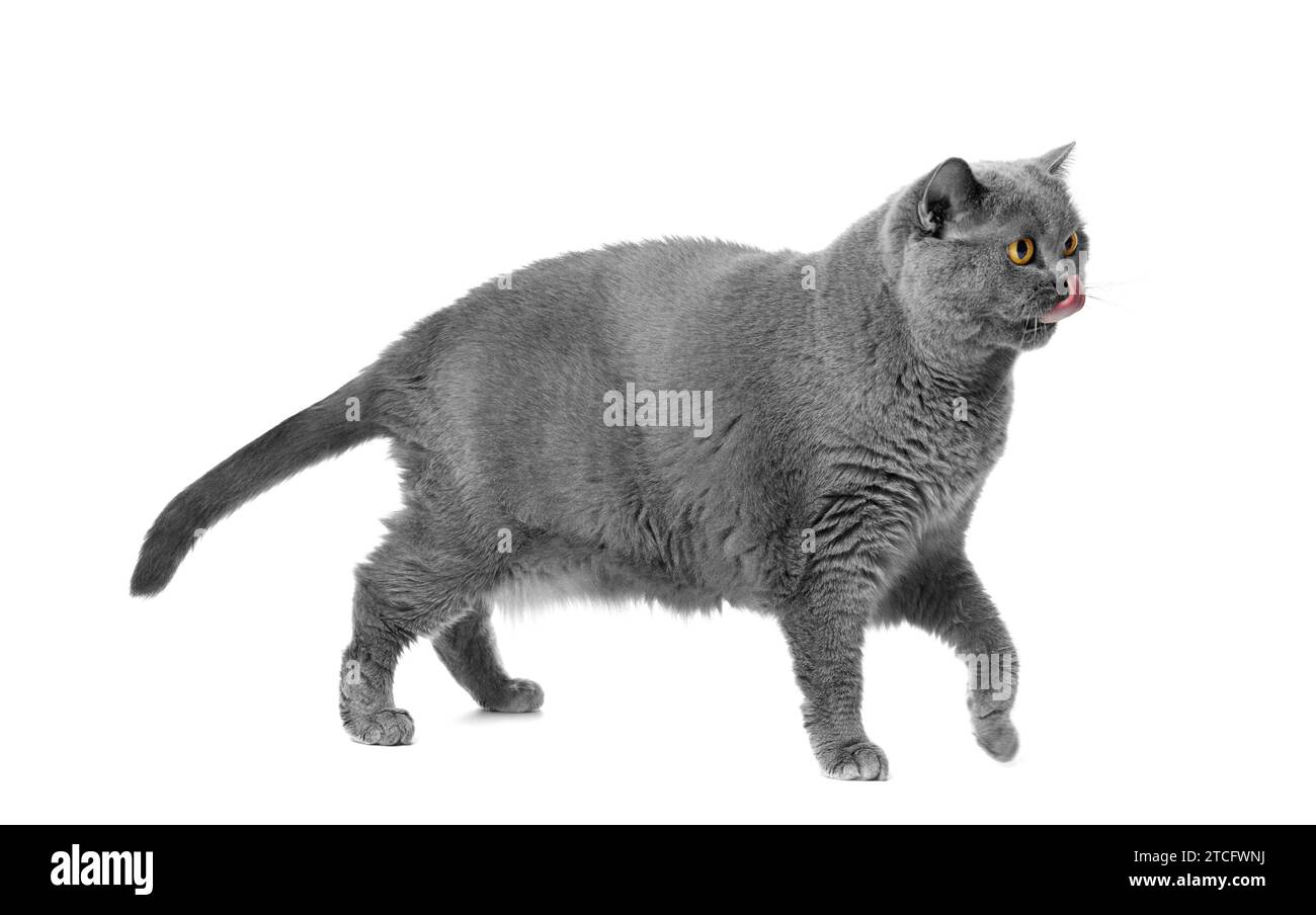 Eine fette graue britische Katze steht auf weißem Hintergrund und leckt sich die Lippen. Fettleibigkeit bei Katzen, Ernährung, Gewichtskontrolle Stockfoto